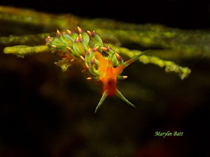 Cuthonis sp. by Marylin Batt 